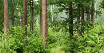 Zawiadomienie o wyłożeniu planów urządzenia lasów